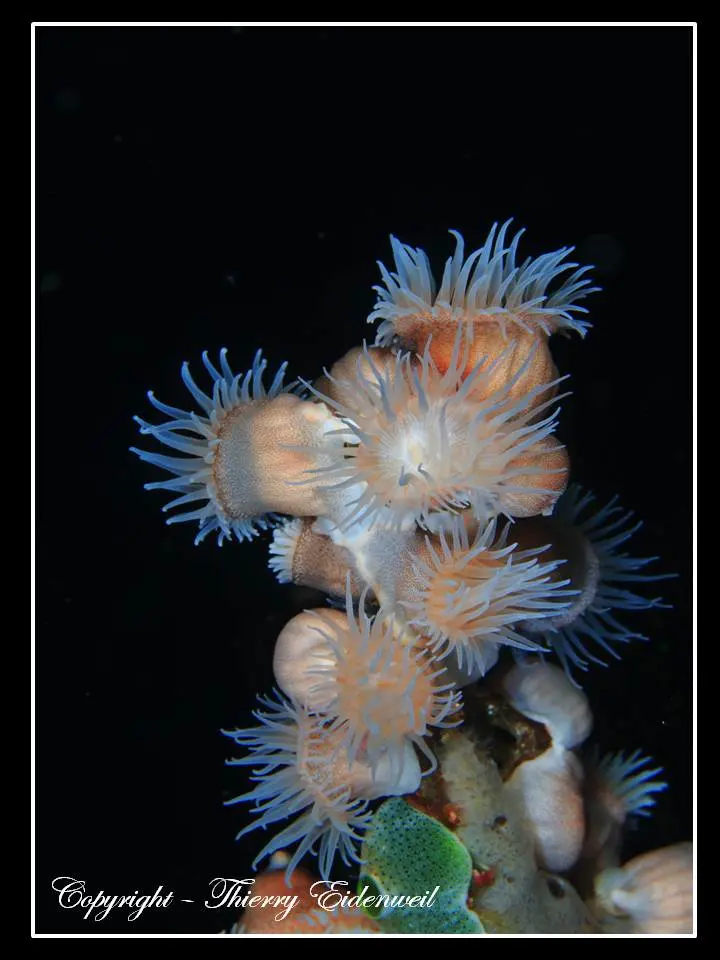 Anilao Macro Dive Media Highlight